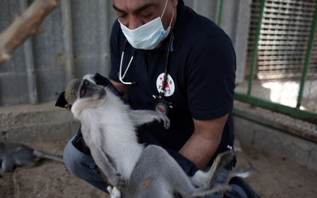 A Four Paws worker treats a monkey at the neglected zoo in Gaza. (Four Paws)