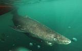 This undated photo made available by Julius Nielsen on August 11, 2016 shows a Greenland shark slowly swimming away from a boat, returning to the deep and cold waters of the Uummannaq Fjord in northwestern Greenland during a tag-and-release program in Norway and Greenland. (Julius Nielsen via AP)