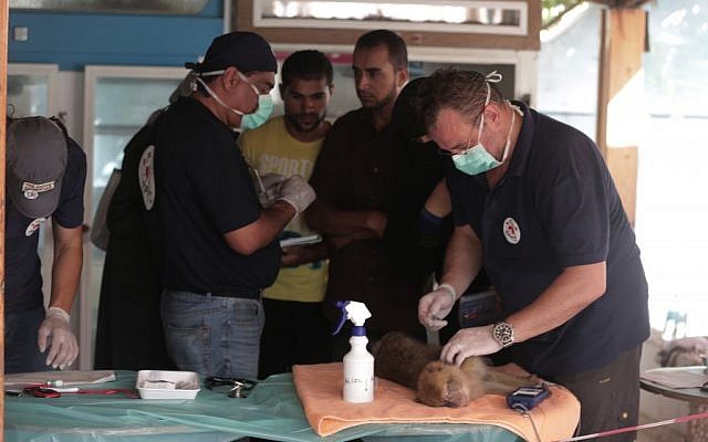 Four Paws rescue workers tranquilize a monkey during the evacuation of the Khan Younis zoo. (Four Paws)