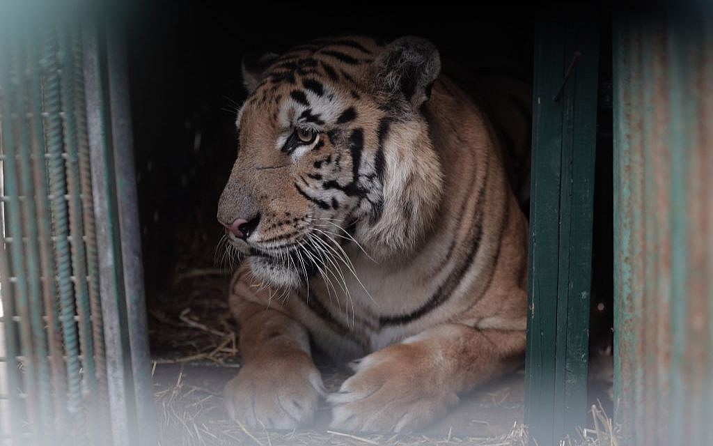 Laziz, thought to be the last remaining tiger in Gaza, will be making his new home in South Africa where he will have a hectare of land and the company of 18 other tigers. (Courtesy Four Paws)