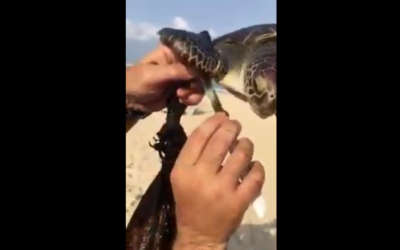 A lifeguard cuts off a platsic bag that had become tangled around a sea turtle's flipper on an Ashdod beach on August 25, 2016. (Screen capture: YouTube/Danny 'Goofy' Adler)