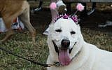 A Tel Aviv dog sports festive headgear at a celebration for canines held by the city on August 26, 2016 (Luke Tress)
