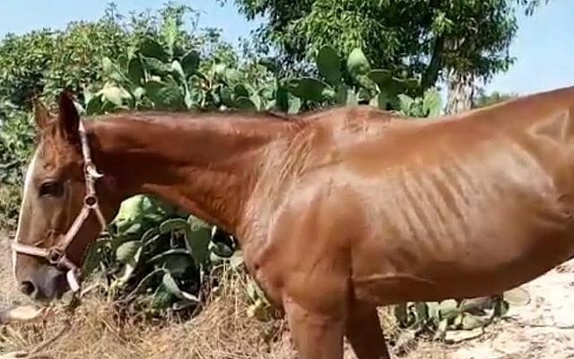 Ohio the horse, who was brought into Israel from Gaza in a special operation in August 2016 (photo credit: Agriculture Ministry)