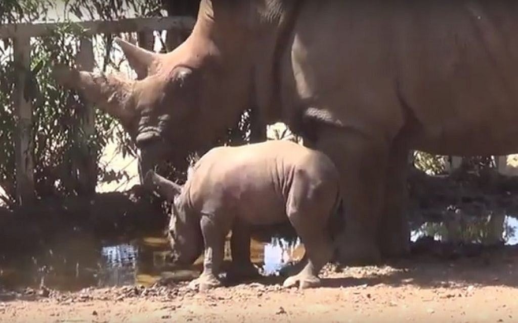 A still image from footage released on August 24, 2016, showing Tanda the white rhino and her new-born calf taking a drink at the zoo in Ramat Gan, central Israel. (screen capture: YouTube)