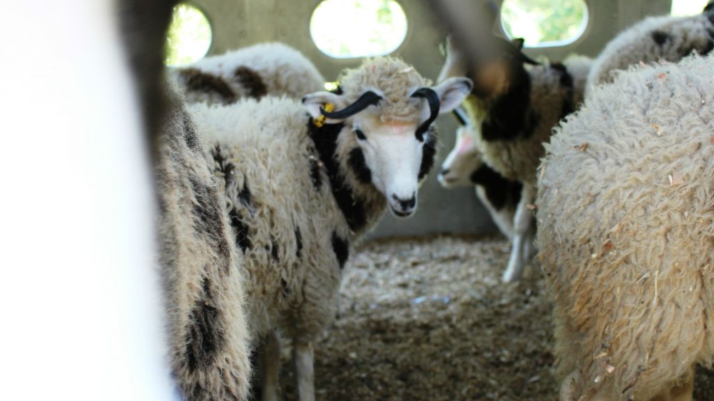 Are we there yet? The Jacob's sheep in transit in their truck on August 1, 2016. (courtesy Gil Lewinsky)