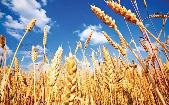 Picture of wheat (Courtesy) Picture of wheat (Courtesy)