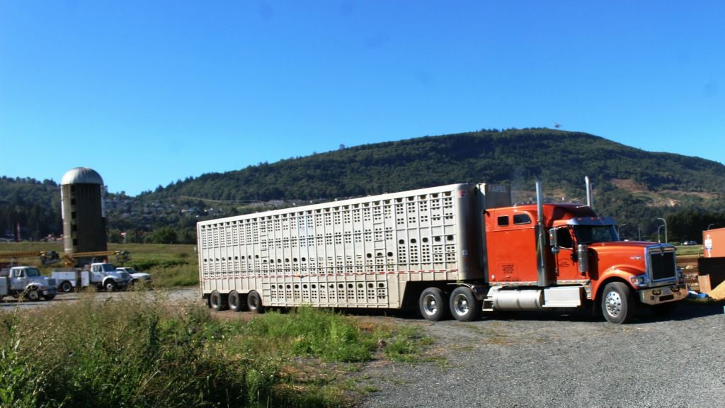 The truck transporting the sheep departed from the farm in Abbotsford, Canada, outside of Vancouver, on Friday, July 29, 2016. (courtesy Gil Lewinsky)