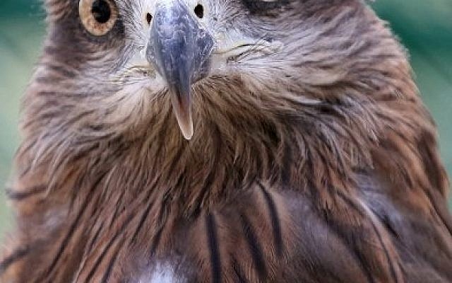 An Eagle peers out of its enclosure at the New Hope Center refuge near Amman after being evacuated from a zoo in Gaza, August 25, 2016. AFP PHOTO / Khalil MAZRAAWI
