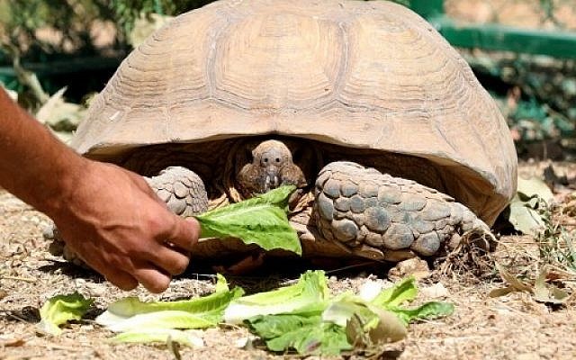 A tortoise eats lettuce at the New Hope Center animal refuge near Amman, on August 25, 2016, upon arrival from Gaza. 
AFP PHOTO / Khalil MAZRAAWI
