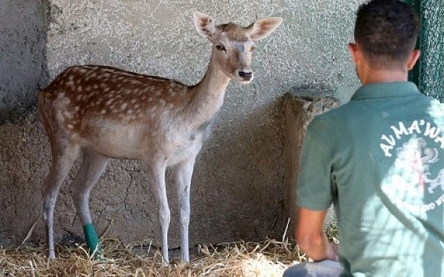 A deer surveys its new temporary home at the New Hope Center refuge near Amman on August 25, 2016, after being rescued from a zoo in the Gaza Strip.  AFP PHOTO / Khalil MAZRAAWI