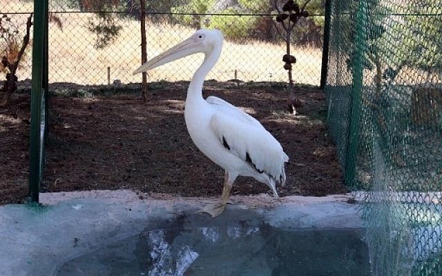 A pelican sits inside its enclosure at the New Hope Center, an animal refuge near Amman, on August 25, 2016, after evacuation from a zoo dubbed the "world's worst" in the Palestinian Gaza Strip.
AFP PHOTO / Khalil MAZRAAWI