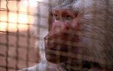 Saeed, whose name is Arabic for 'happy,' a 22-year-old hamadryas baboon, sits at the Sabil park in the government side of the northern Syrian city of Aleppo on September 14, 2016. (AFP PHOTO / Youssef KARWASHAN).