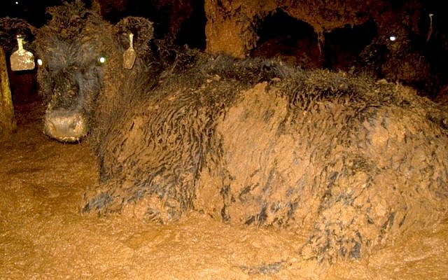 Cattle lying in excrement on a live transport ship from Australia. (Courtesy Dr. Lynn Simpson)