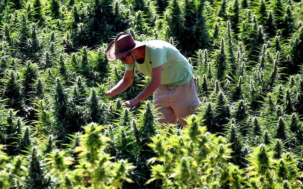 A worker tends to cannabis plants at a growing facility for the Tikun Olam company near the northern Israeli city of Safed. (Abir Sultan/Flash 90) A worker tends to cannabis plants at a growing facility for the Tikun Olam company near the northern Israeli city of Safed. (Abir Sultan/Flash 90)