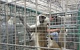 Some of a dozen monkeys and two deer transported from the Gaza Strip, via Israel, to a zoo in Tulkarem, September 26, 2016. (COGAT spokesperson)