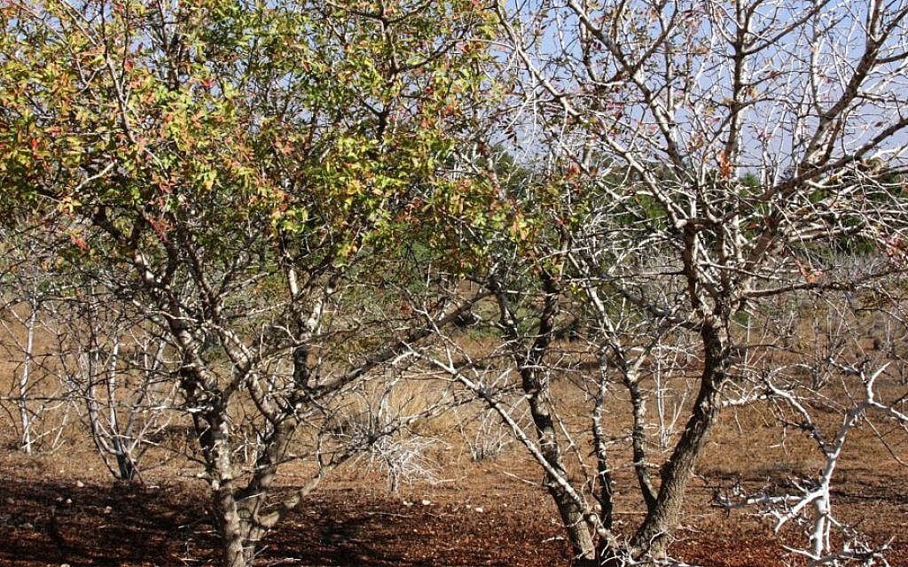 The "acclimatization area" of the Kommemiyut Forest, developed to cope with the area's relatively low amount of rainfall. (Shmuel Bar-Am)