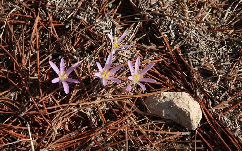 Crocus flowers dot the grounds of the Kommemiyut Forest. (Shmuel Bar-Am)