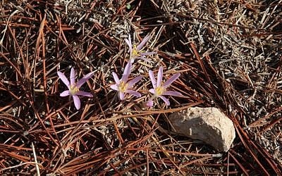 Crocus flowers dot the grounds of the Kommemiyut Forest. (Shmuel Bar-Am)