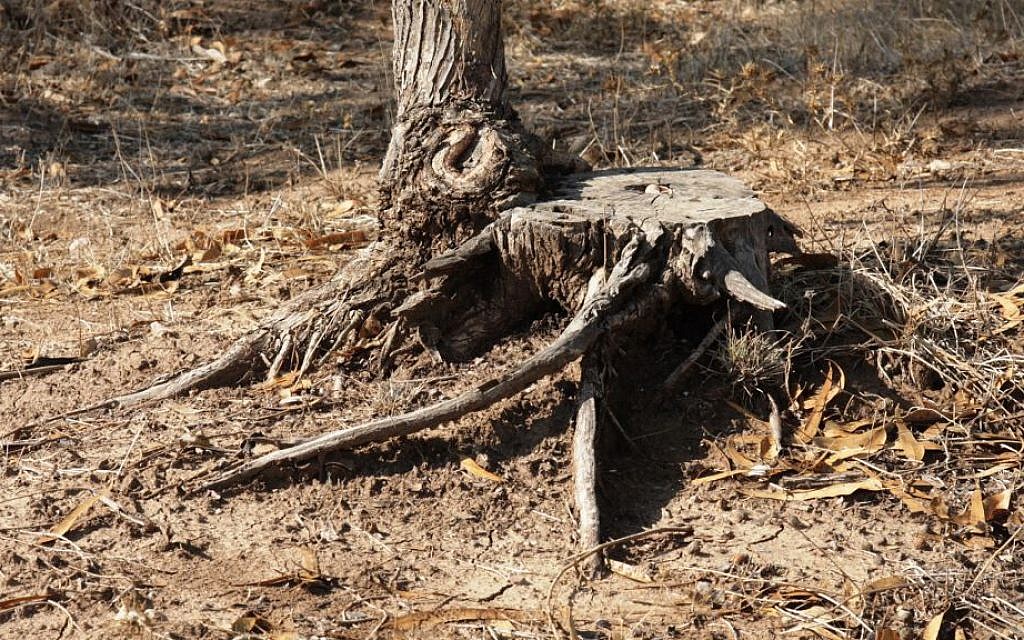 The stump of a Eucalyptus tree, harvested for industrial use. (Shmuel Bar-Am)