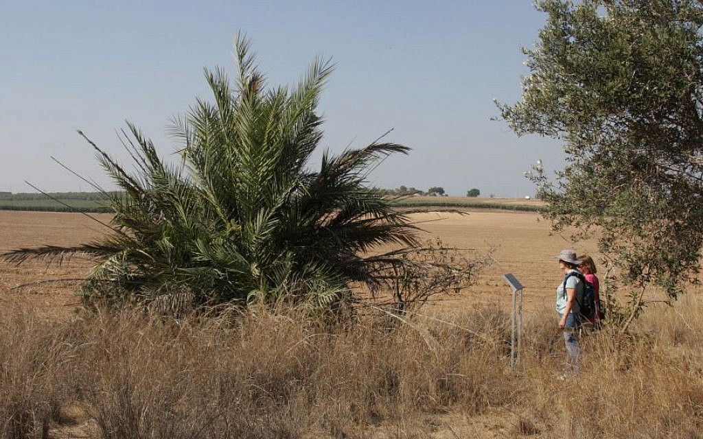 Date trees and vineyards line the path through the Kommemiyut Forest. (Shmuel Bar-Am)