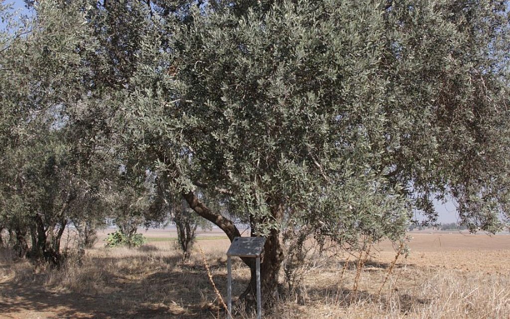 An olive tree. (Shmuel Bar-Am)