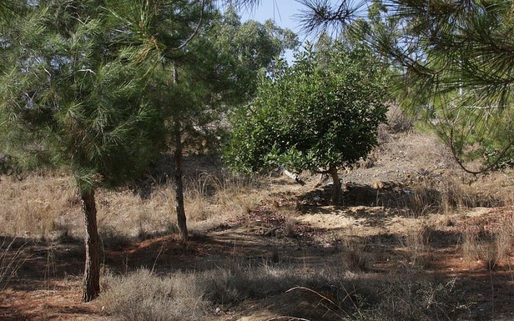 Sycamore is not native to Israel, but were introduced to the area by settlers several thousand years ago. (Shmuel Bar-Am)