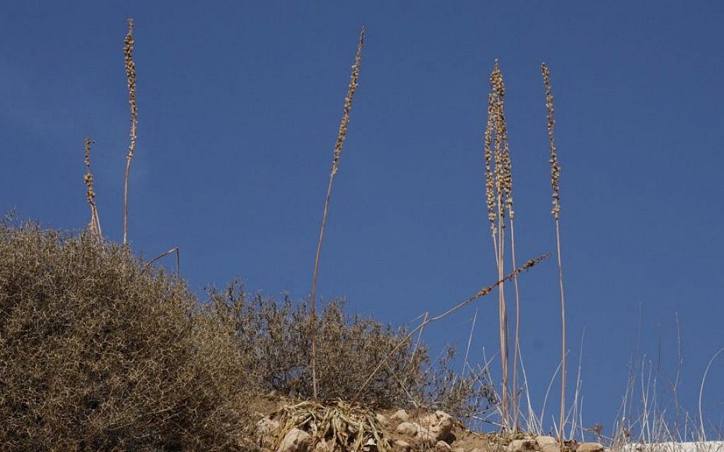 Squill, a plant species native to coastal Mediterranean areas, lines the rim of the abandoned quarry in the Kommemiyut Forest. (Shmuel Bar-Am)