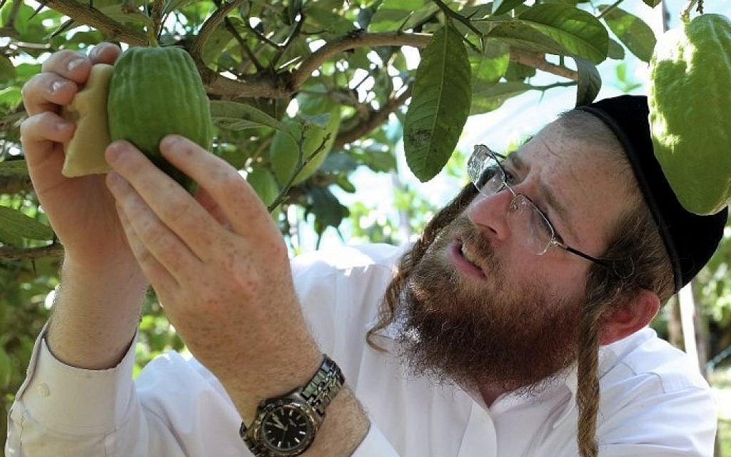 Samuel Ekstein from New York City controls the quality of a lime-green citron fruit in Santa Maria Del Cedro, southern Italy, on September 14, 2016. (AFP/Alberto Pizzoli) Samuel Ekstein from New York City controls the quality of a lime-green citron fruit in Santa Maria Del Cedro, southern Italy, on September 14, 2016. (AFP/Alberto Pizzoli)