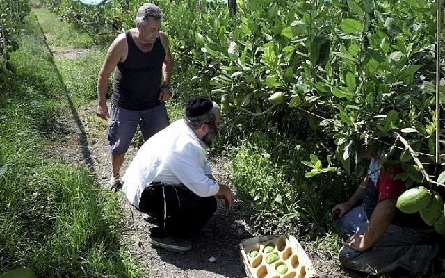 Hershel Mann (C) from New York City, flanked by Angelo Cava (L), picks lime-green citron fruits in Santa Maria Del Cedro, southern Italy, on September 14, 2016. (AFP PHOTO / ALBERTO PIZZOLI)