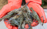 Enzootic's all-female prawns (Courtesy)