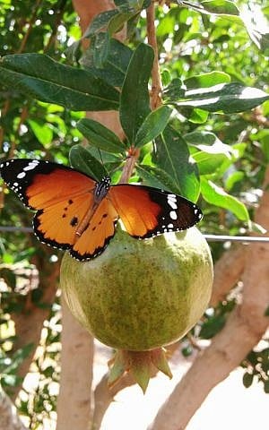 FieldIn sensors helps track and analyze pest types (Courtesy)