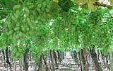FieldIn sensors help keep tabs on crops (Courtesy)