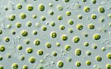 The microalgae  Nannochloropsis sp. as seen under a microscope. (CSIRO/Wikimedia/CC BY 3.0)