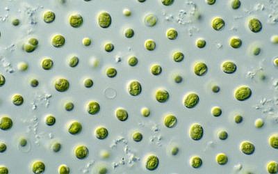 The microalgae  Nannochloropsis sp. as seen under a microscope. (CSIRO/Wikimedia/CC BY 3.0)