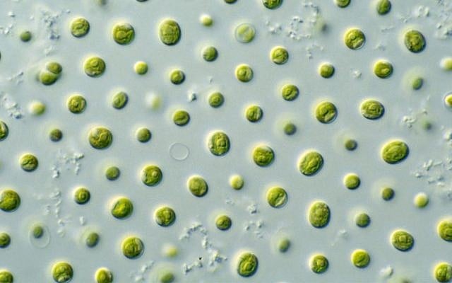 The microalgae  Nannochloropsis sp. as seen under a microscope. (CSIRO/Wikimedia/CC BY 3.0)