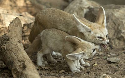 Fennec fox Penny stands with one of her new-born kits at Ramat Gan Safari on November 6, 2016. (AFP PHOTO/JACK GUEZ)