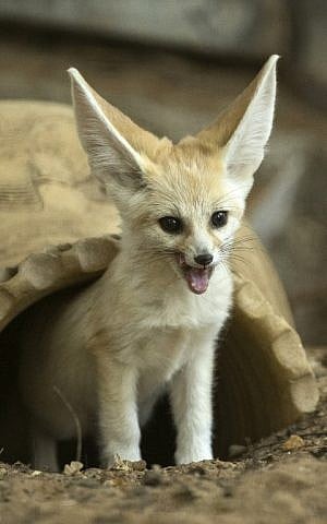 A seven-week old fennec fox (Vulpes zerda) at the Ramat Gan Safari zoo, November 6, 2016. (AFP PHOTO / JACK GUEZ)