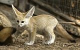 A picture taken on November 6, 2016 shows a seven-week old fennec fox (Vulpes zerda) at the Ramat Gan Safari zoo near the Israeli coastal city of Tel Aviv. (AFP PHOTO / JACK GUEZ)
