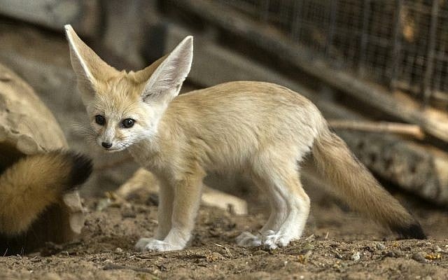 A picture taken on November 6, 2016 shows a seven-week old fennec fox (Vulpes zerda) at the Ramat Gan Safari zoo near the Israeli coastal city of Tel Aviv. (AFP PHOTO / JACK GUEZ)