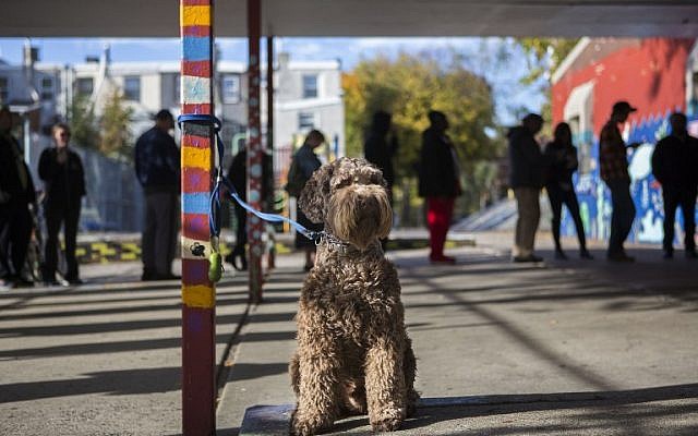 A dog waits outside of a polling place for its owner to vote in Philadelphia, Pennsylvania on November 8, 2016. (Jessica Kourkounis/Getty Images/AFP)