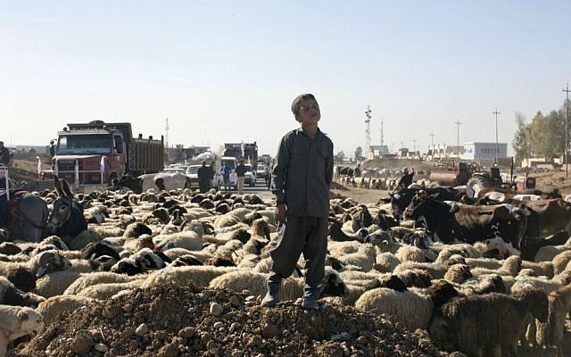 A boy displaced by fighting stands close to his flock of sheep in the village of Bazwaya, some 8 kilometers from the center of Mosul, Iraq, Thursday, Nov. 3, 2016. (AP Photo/Marko Drobnjakovic)
