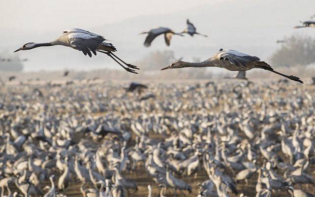 Gray Cranes flocking at the Agamon Hula Lake in the Hula valley in northern Israel, December 7, 2016. (AFP/Jack GUez) Gray Cranes flocking at the Agamon Hula Lake in the Hula valley in northern Israel, December 7, 2016. (AFP/Jack GUez)