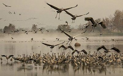 Gray cranes flocking at the Agamon Hula Lake in the Hula valley in northern Israel, December 7, 2016. (AFP PHOTO / JACK GUEZ)