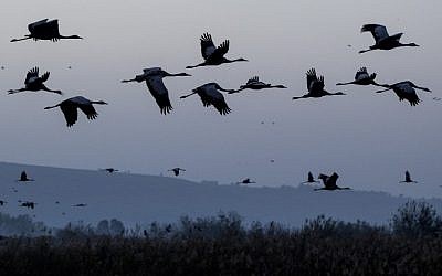 Gray Cranes flocking at the Agamon Hula Lake in the Hula valley in northern Israel, December 7, 2016. (AFP PHOTO / JACK GUEZ)