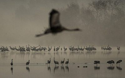 Gray Cranes flocking at the Agamon Hula Lake in the Hula valley in northern Israel, December 7, 2016. (AFP PHOTO / JACK GUEZ)