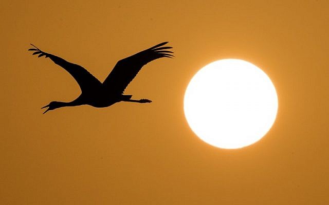 A Gray Crane flying over the Agamon Hula Lake in the Hula valley as the sun rises in northern Israel, December 7, 2016. (AFP PHOTO / JACK GUEZ) A Gray Crane flying over the Agamon Hula Lake in the Hula valley as the sun rises in northern Israel, December 7, 2016. (AFP PHOTO / JACK GUEZ)
