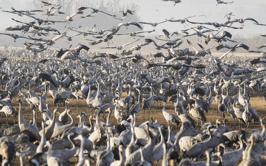 Gray Cranes flocking at the Hula Lake in the Hula valley in northern Israel on December 7, 2016. (AFP/JACK GUEZ)