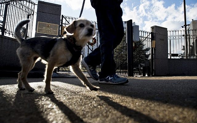 A dog is walked past the main gate into the Russian Embassy December 29, 2016 in Washington, DC. AFP/Brendan Smialowski)
