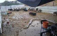 Torrential rains have destroyed the temporary quarantine quarters for 100 Jacob‘s sheep, who recently arrived in Israel from Canada, on December 18, 2016. (courtesy Gil Lewinsky)