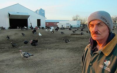 Frank Reese, owner of the Good Shepherd Poultry Ranch, raises only heritage birds. In cooperation with the Jewish Initiative for Animals, his chicken is now available for kosher consumers. (Victor Wishna)